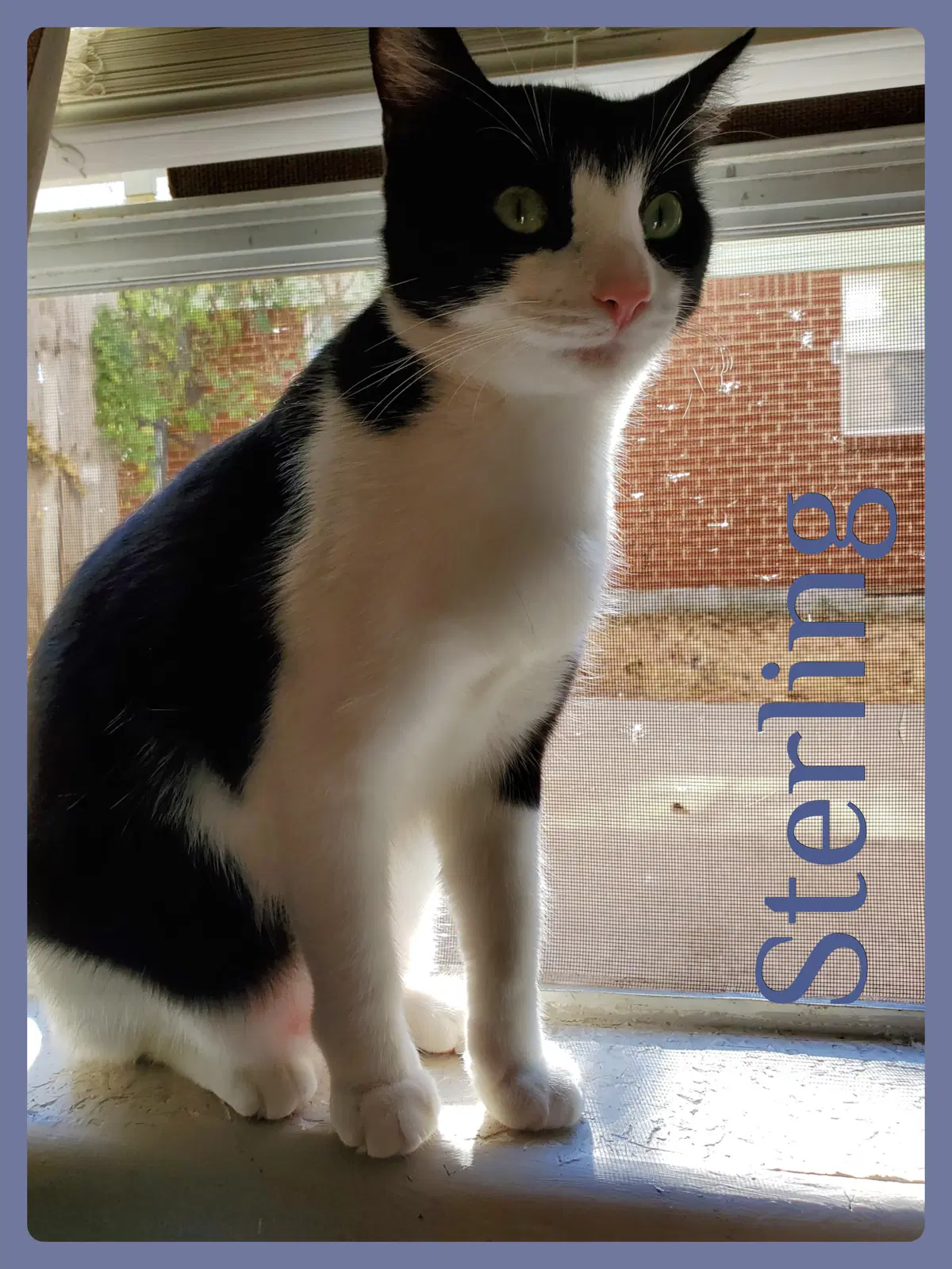 Starling - Tabby