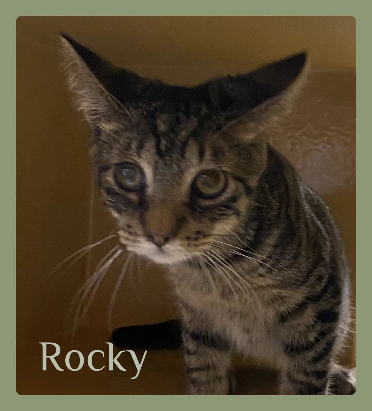 Rocky - Tabby