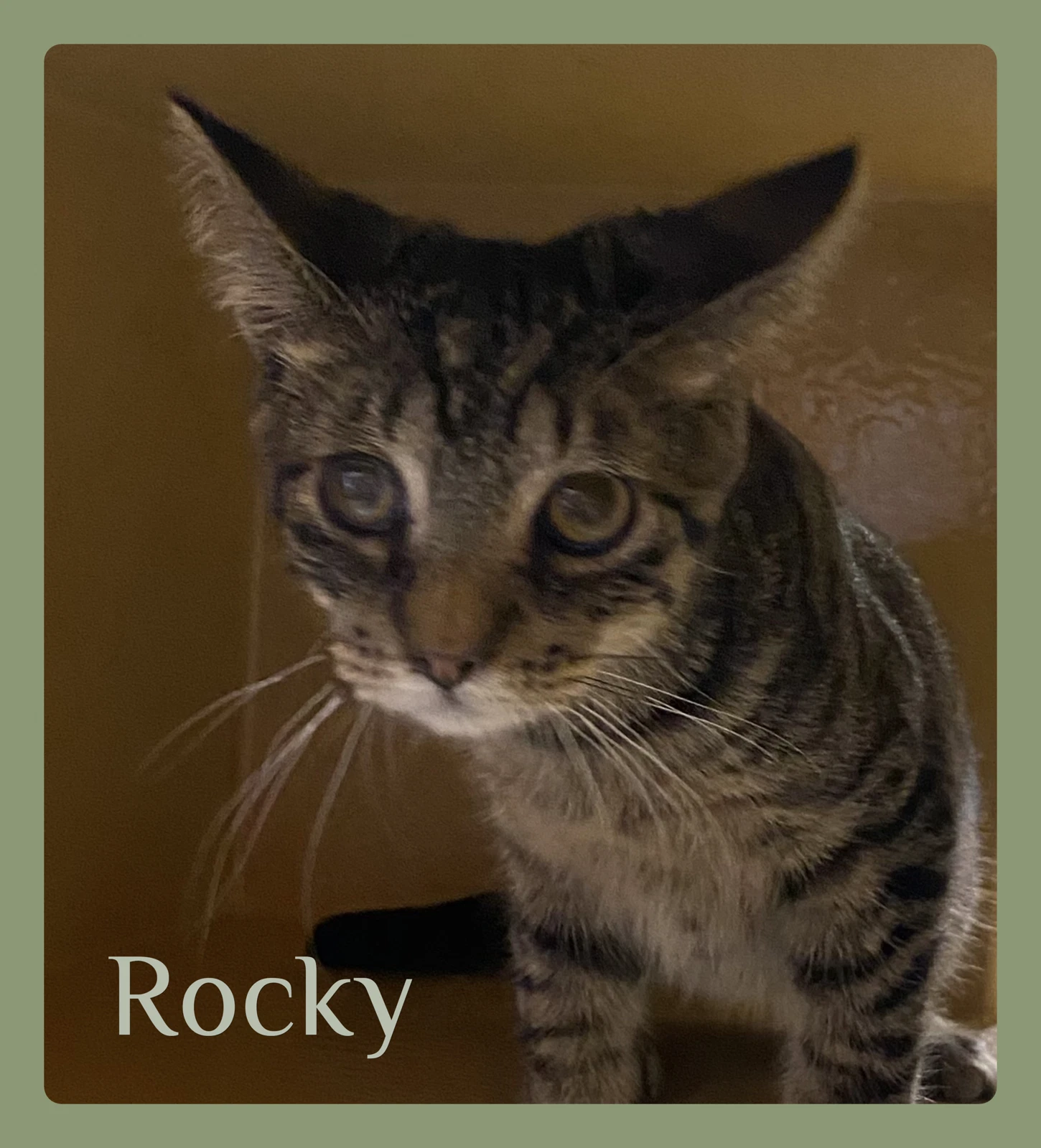 Rocky