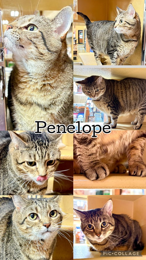 picture of the cat needing adoption