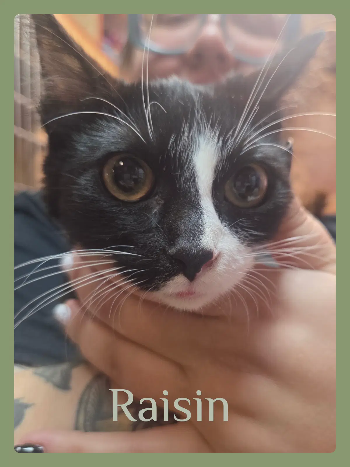 Raisin - Tabby