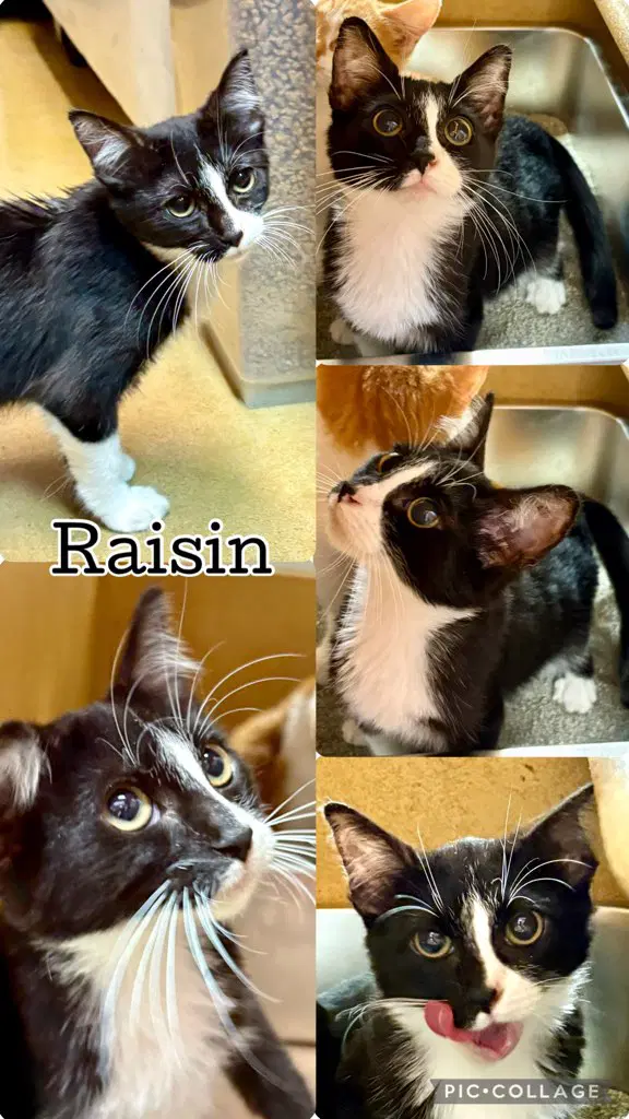 Raisin - Tabby