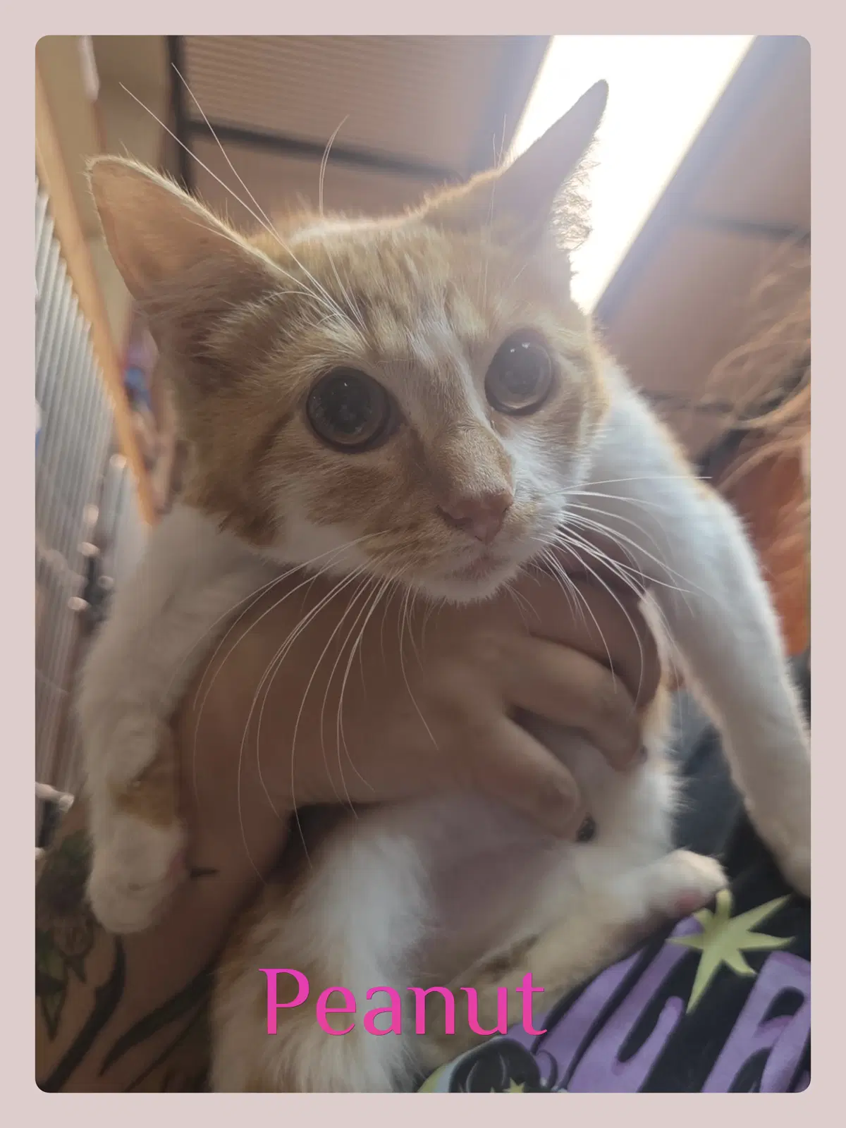 Peanut - Tabby