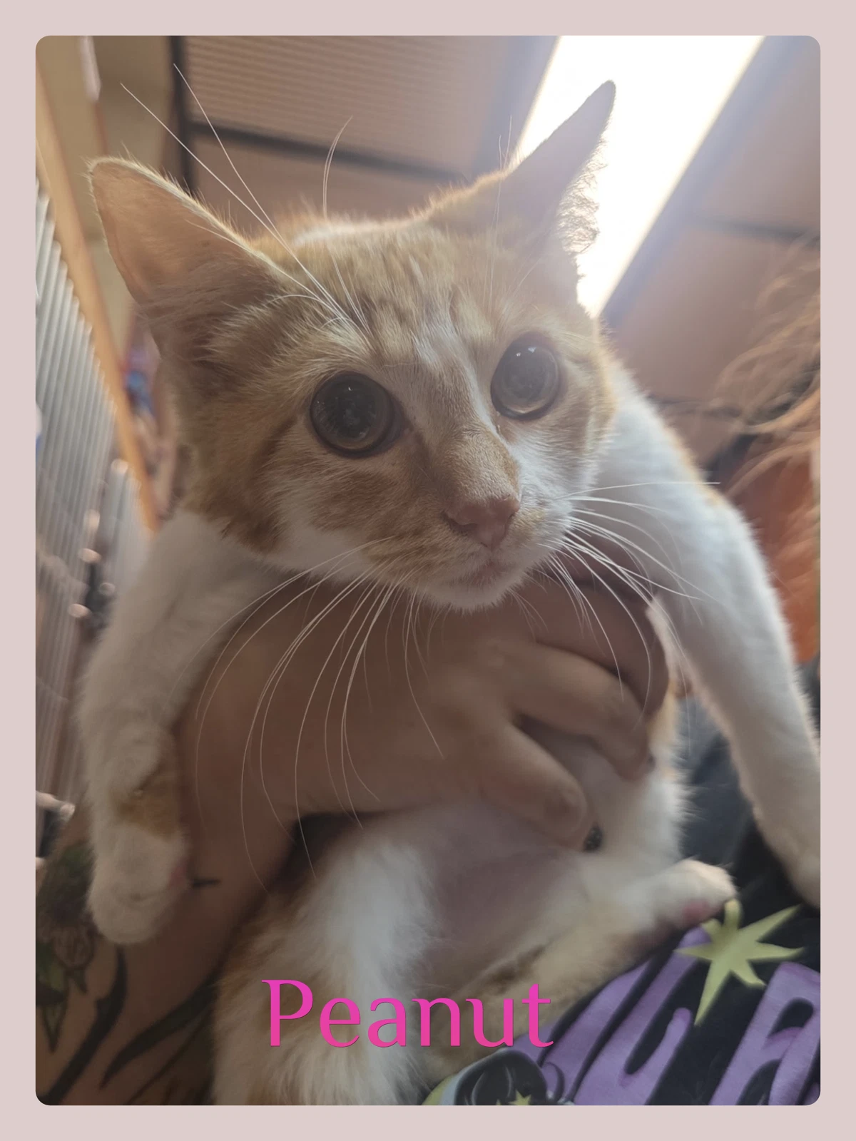Peanut
