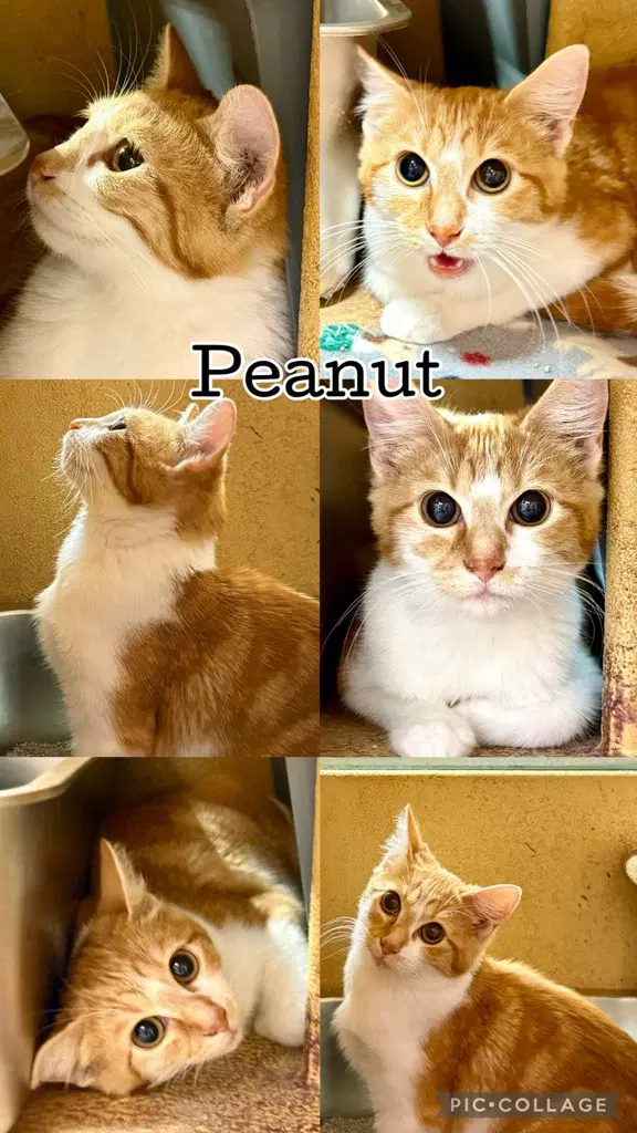 Peanut - Tabby