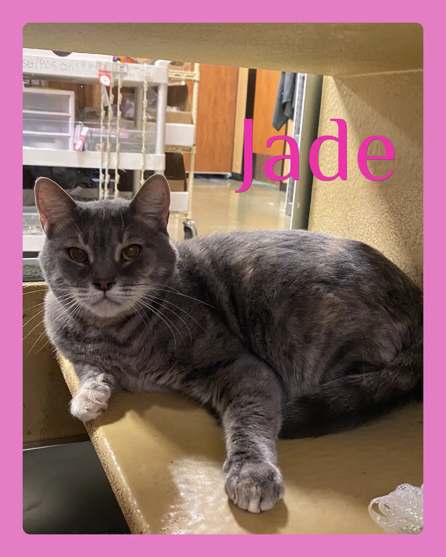 Jade - Tabby