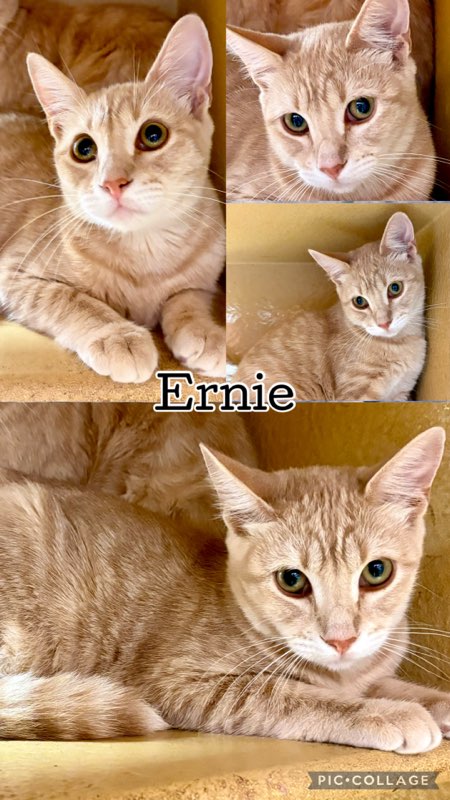 ERNIE