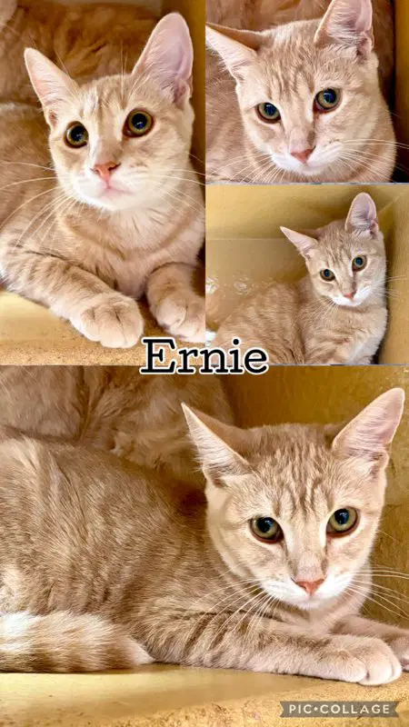Ernie - Tabby