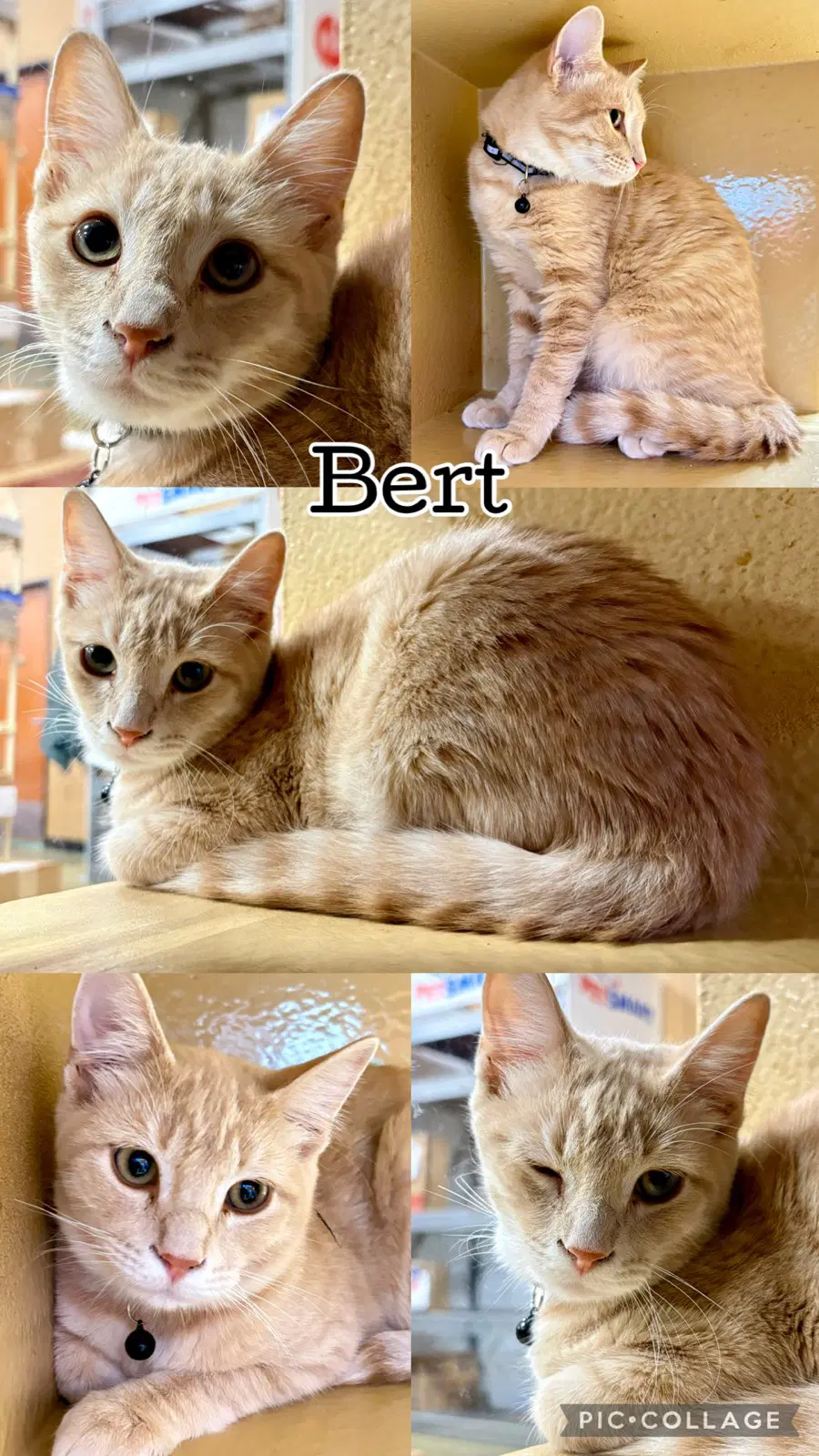 Bert - Tabby