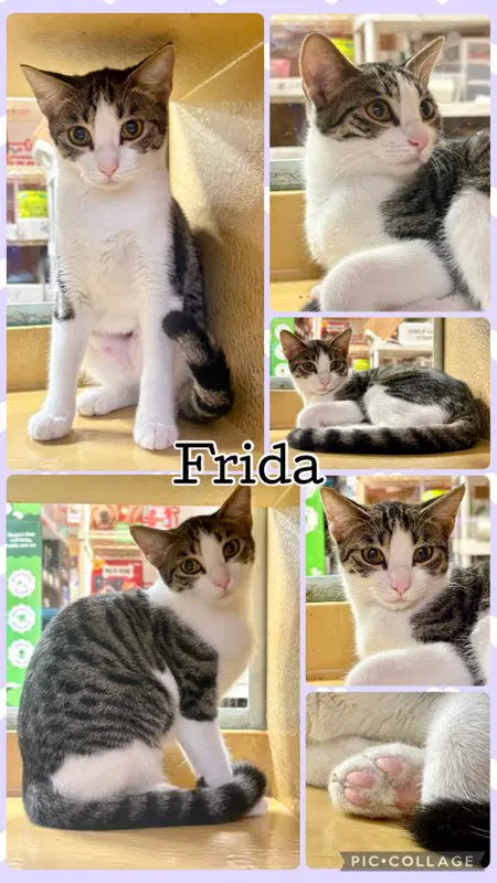 Frida - Domestic Short Hair