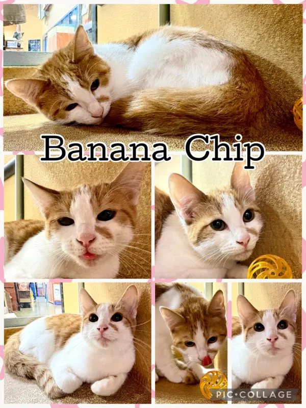 Banana Chip - Tabby