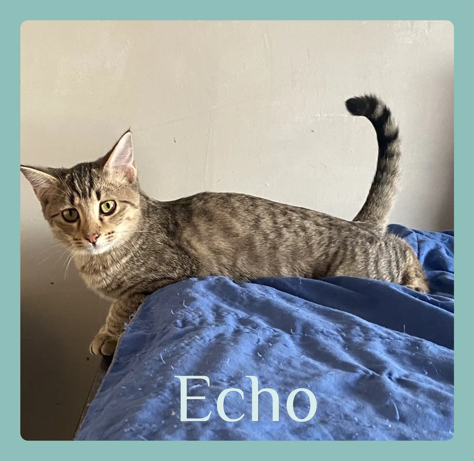 Echo - Tabby