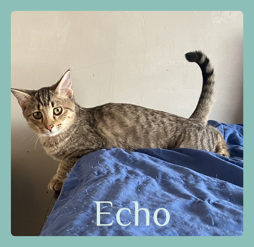picture of the cat needing adoption