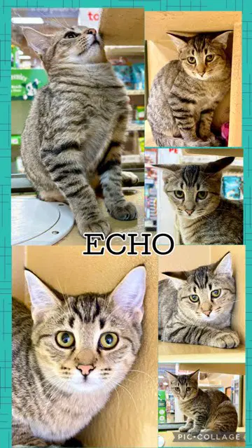 Echo - Tabby