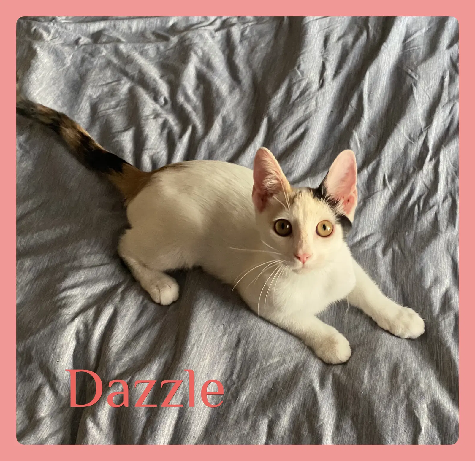 Dazzle - Calico