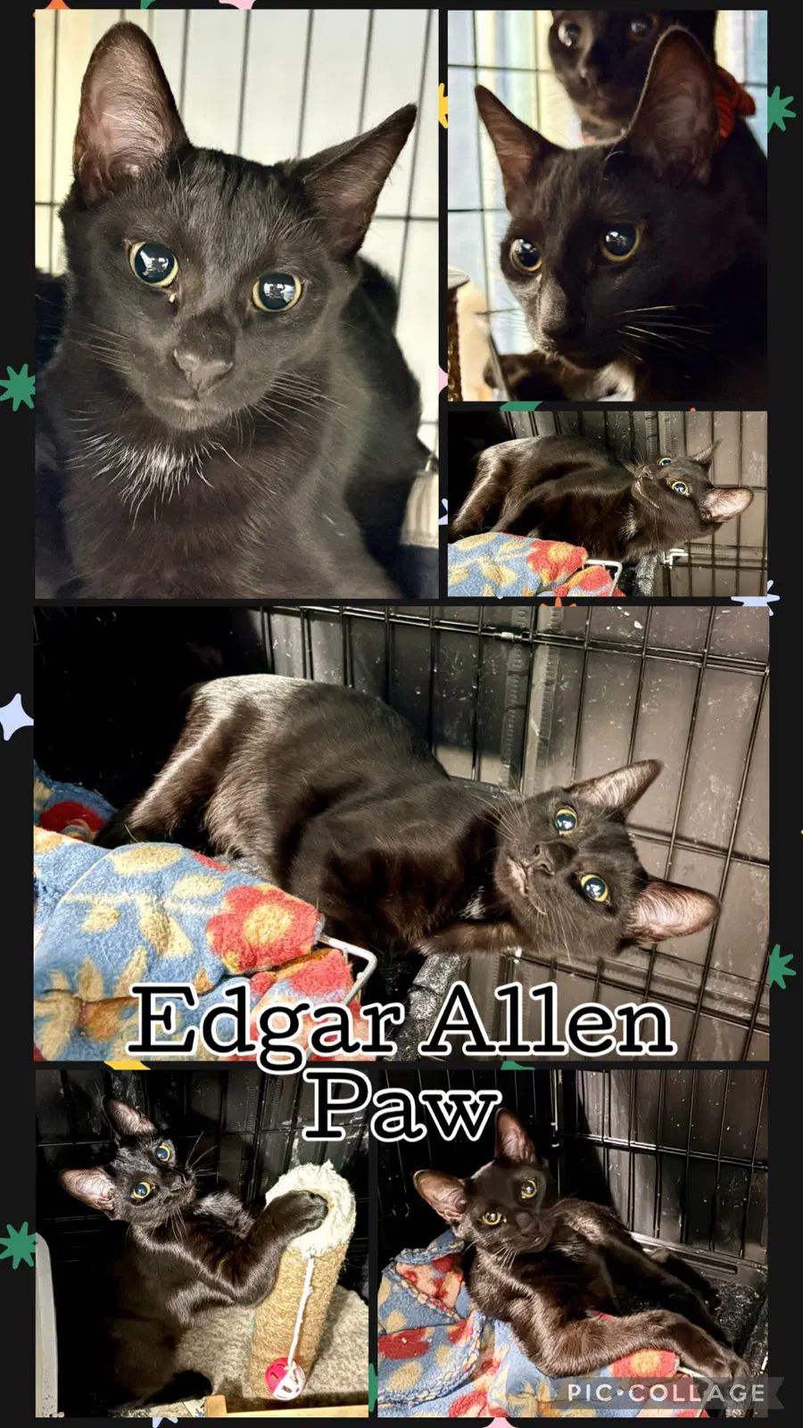 Edgar Allen Paw - Tabby