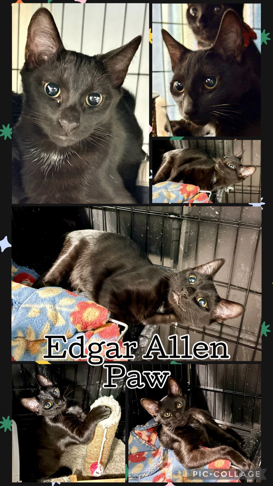 Edgar Allen Paw