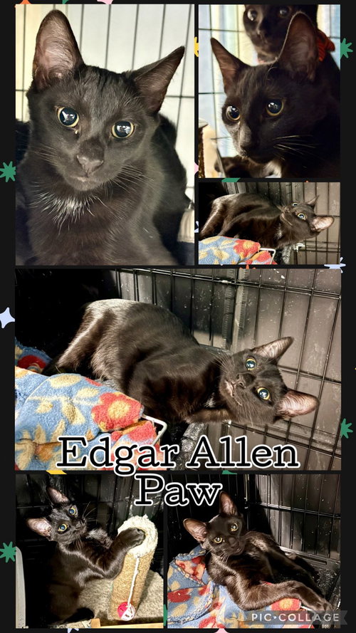 picture of the cat needing adoption