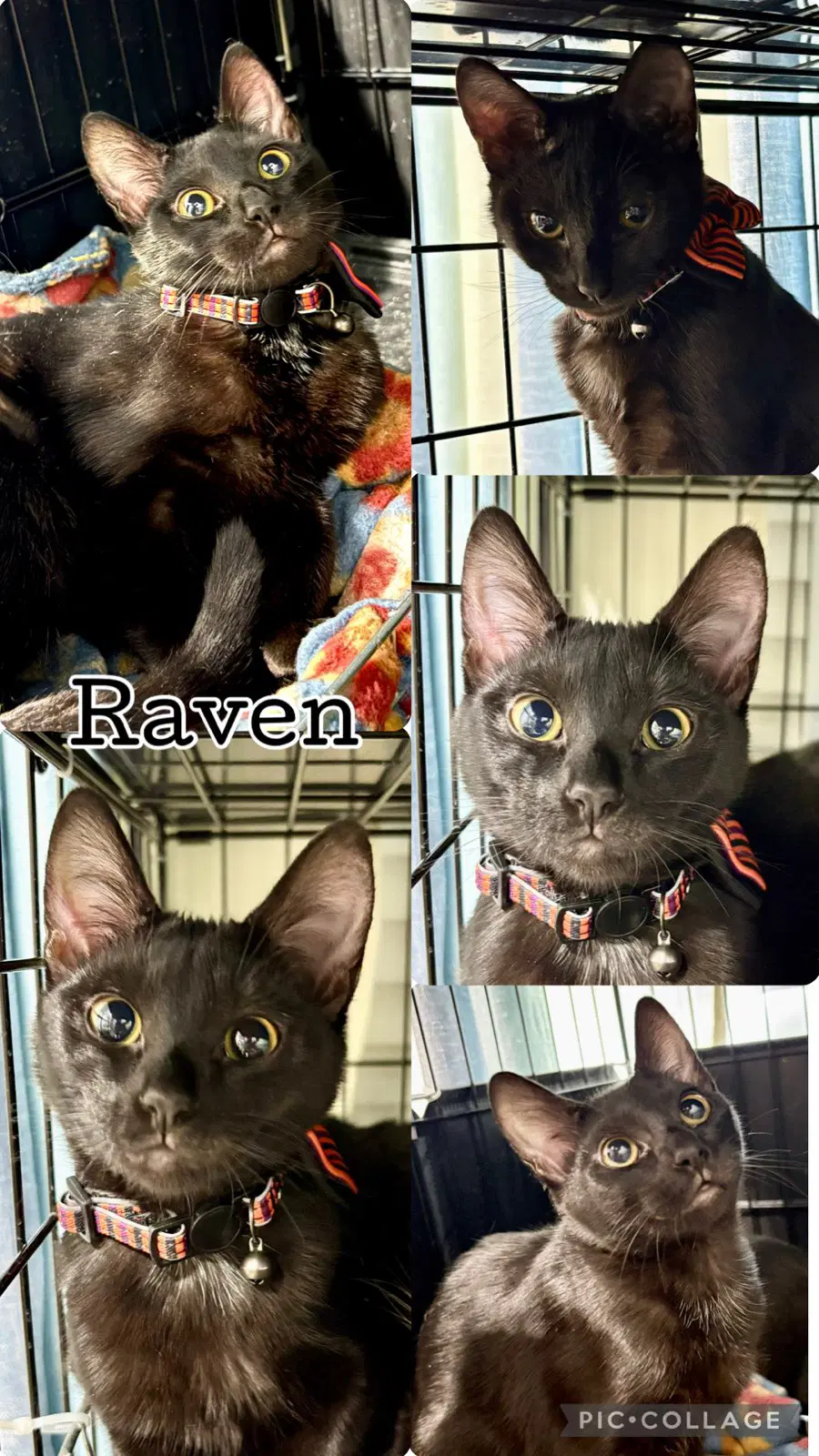 Raven - Tabby