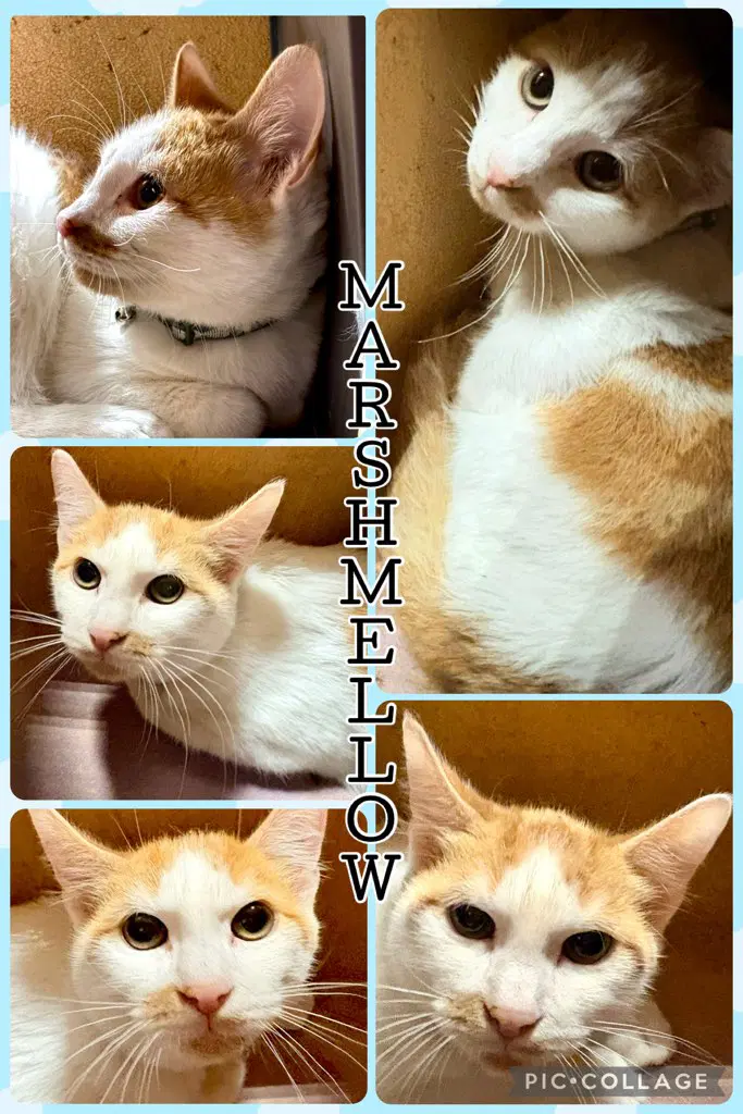 Marshmallow - Tabby