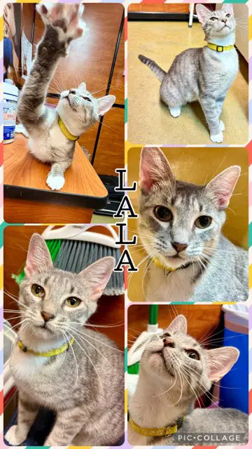 Lala - Tabby