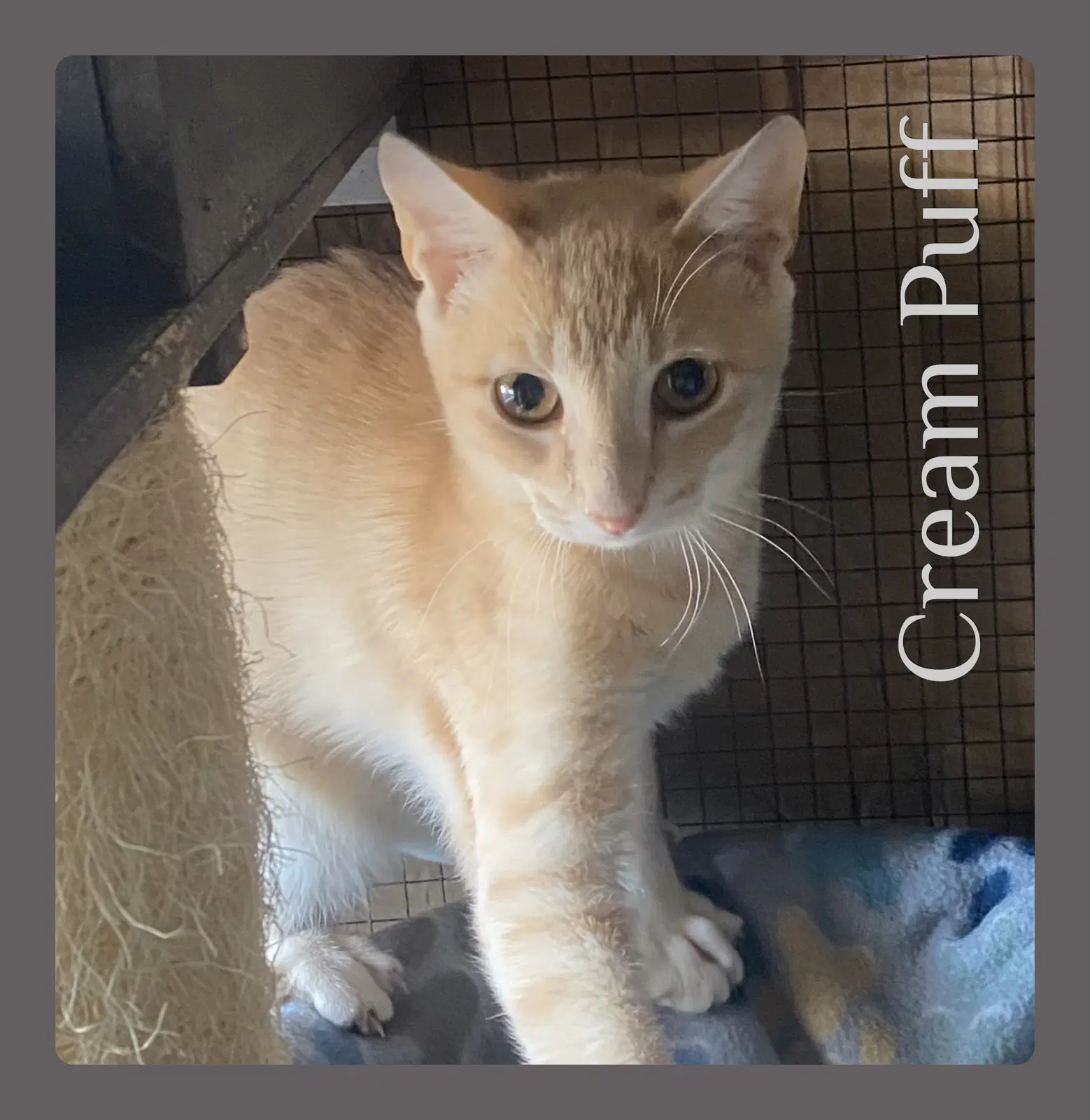 Cream Puff - Tabby