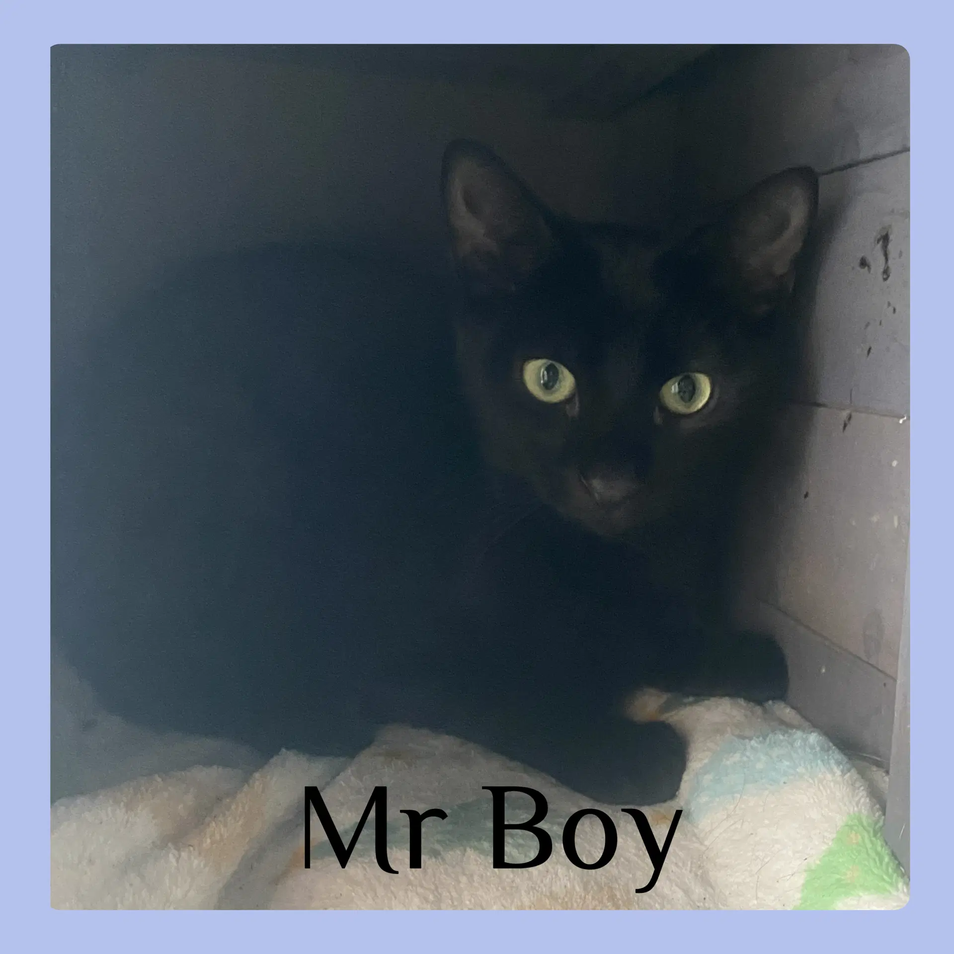 Mr Boy - Tabby