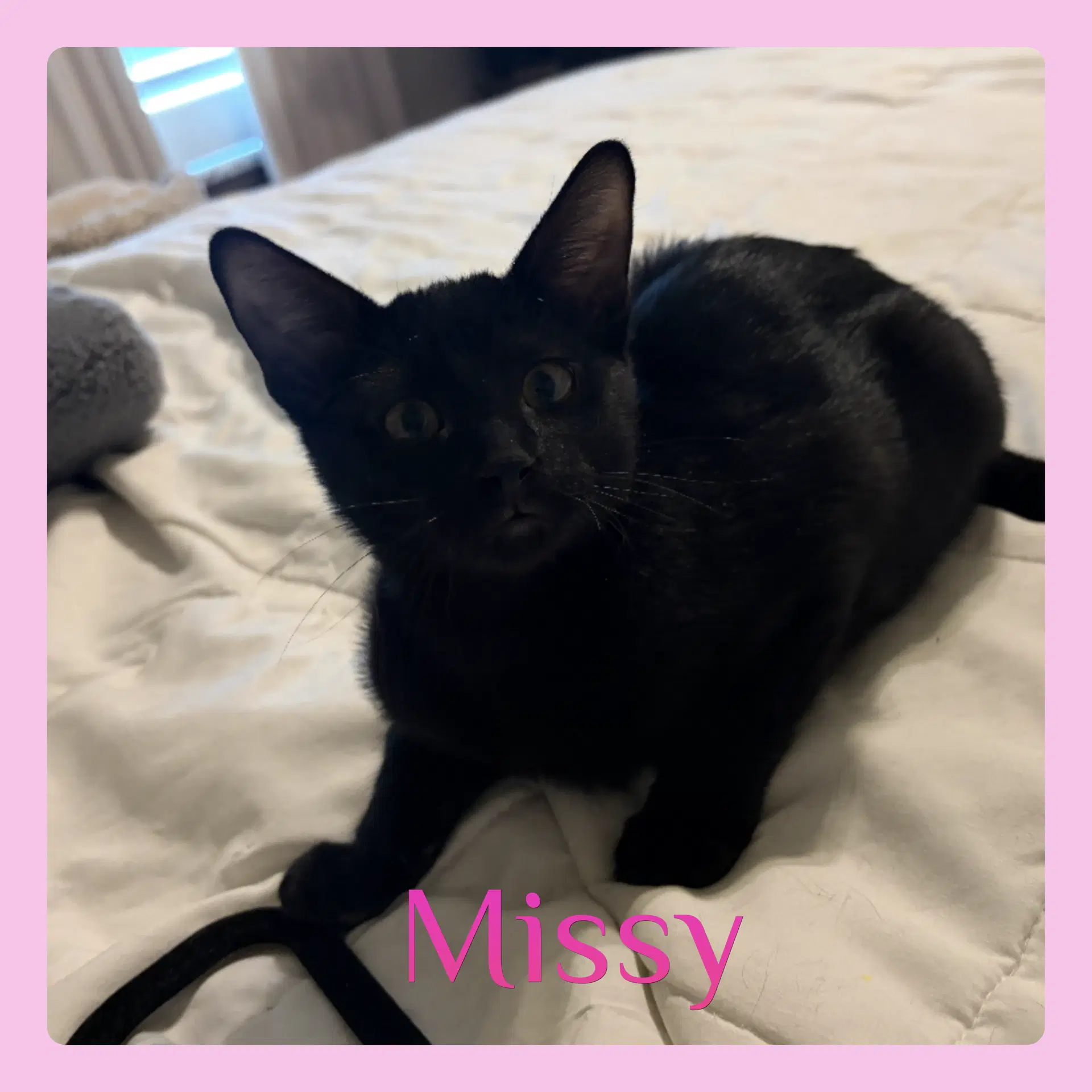 Missy - Tabby