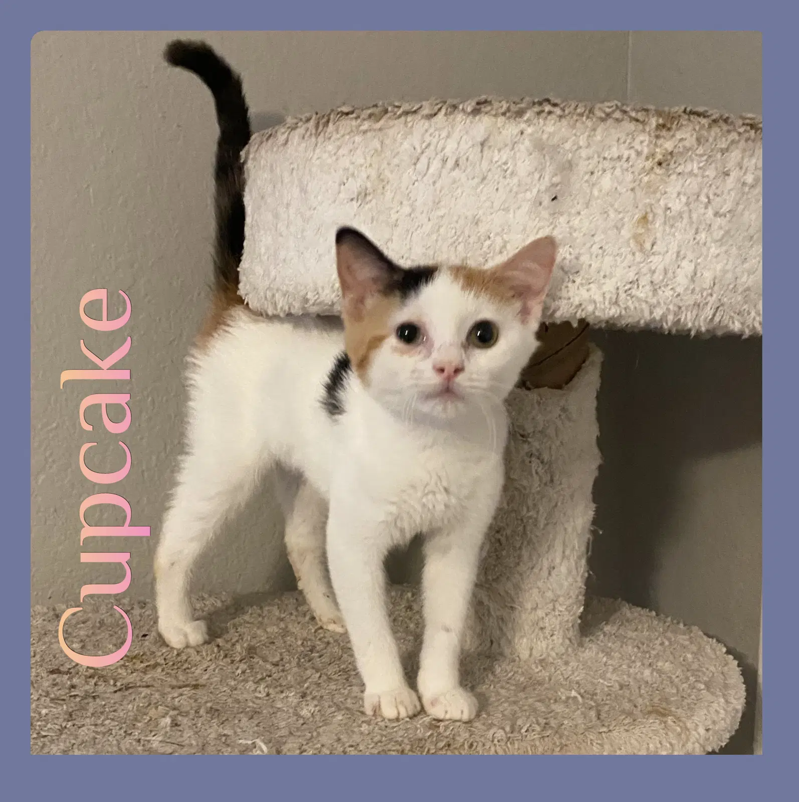 Cupcake - Calico