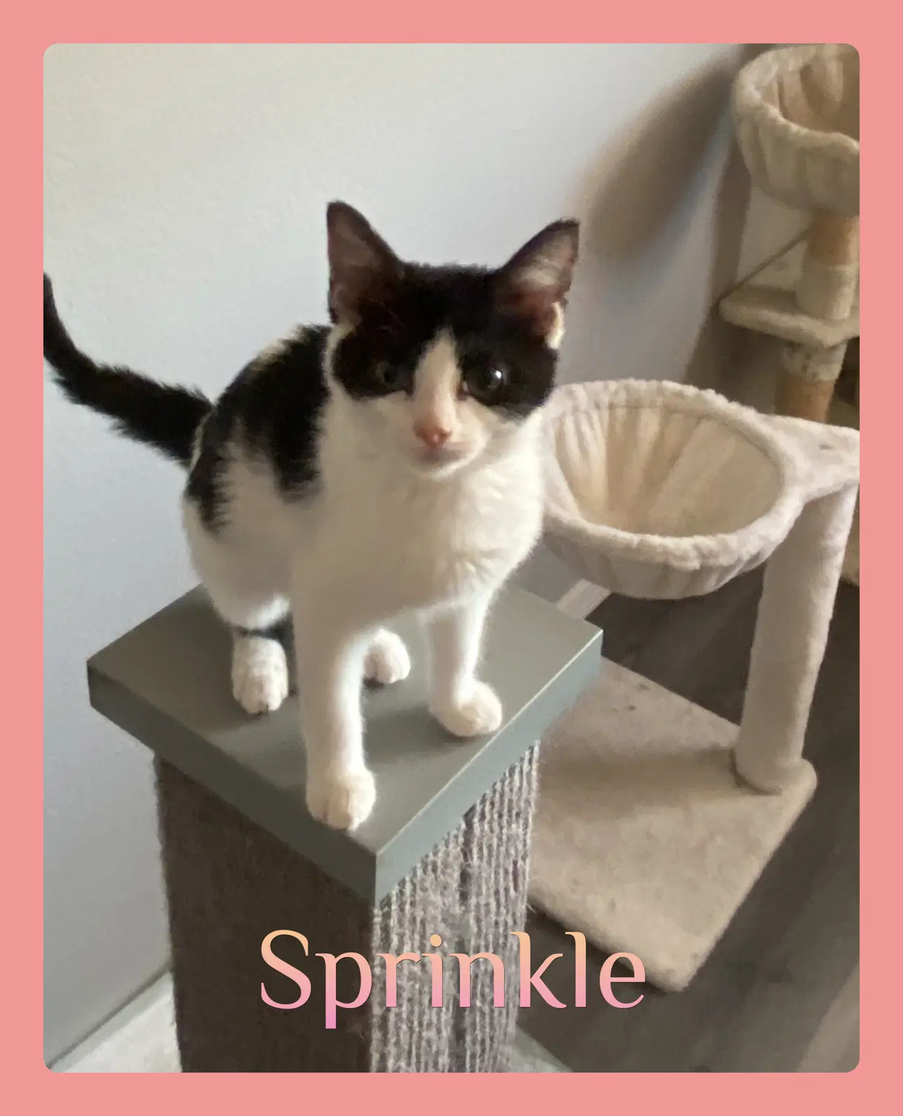 Sprinkle - Tabby