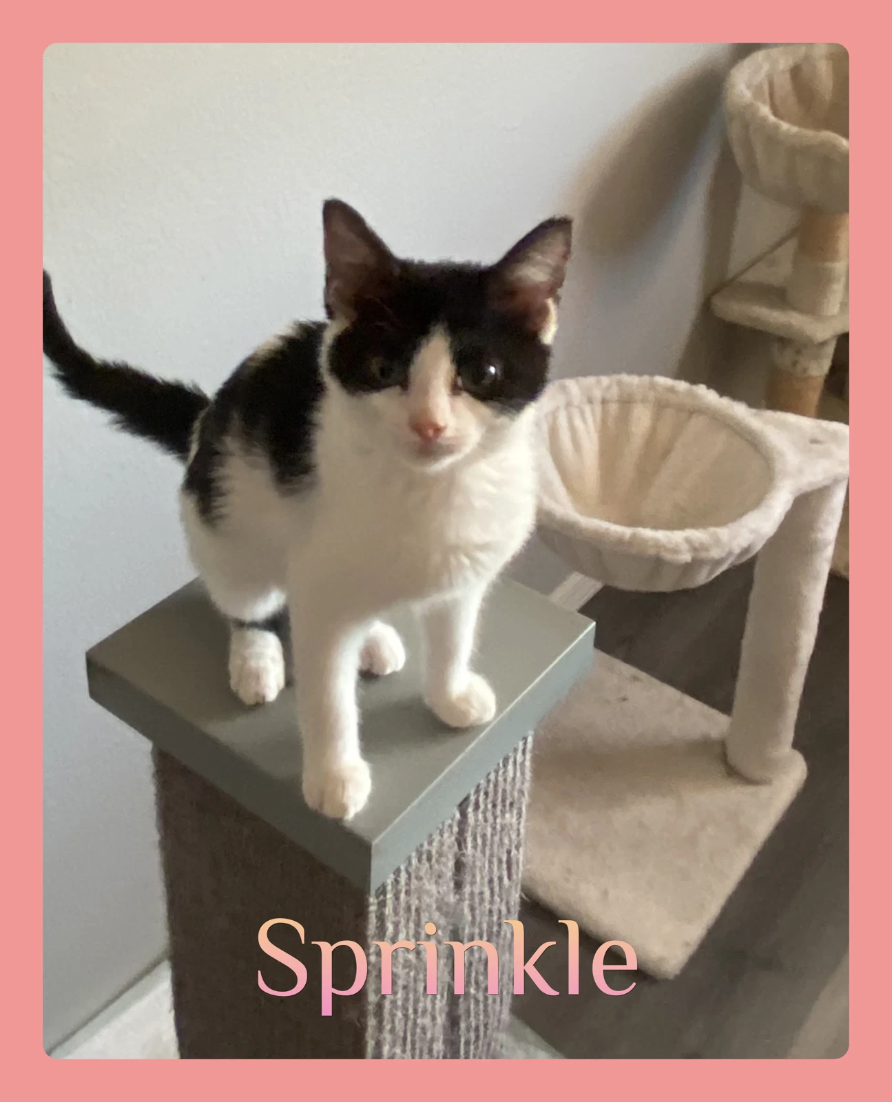 Sprinkle