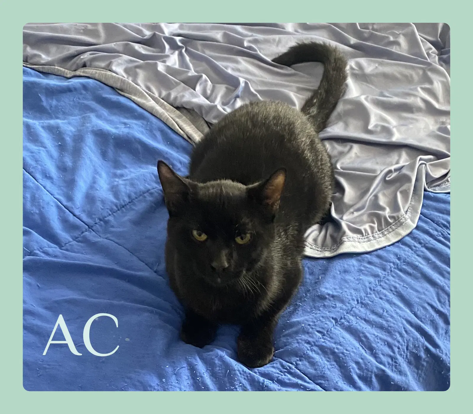 Ac - Tabby