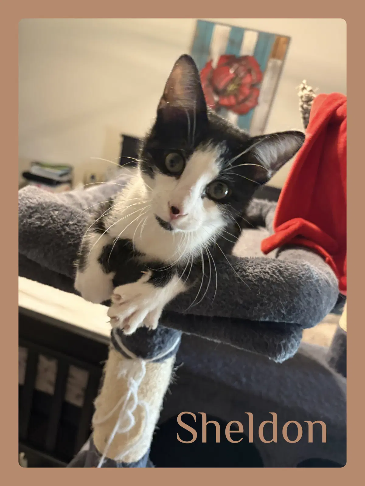 Sheldon - Tabby