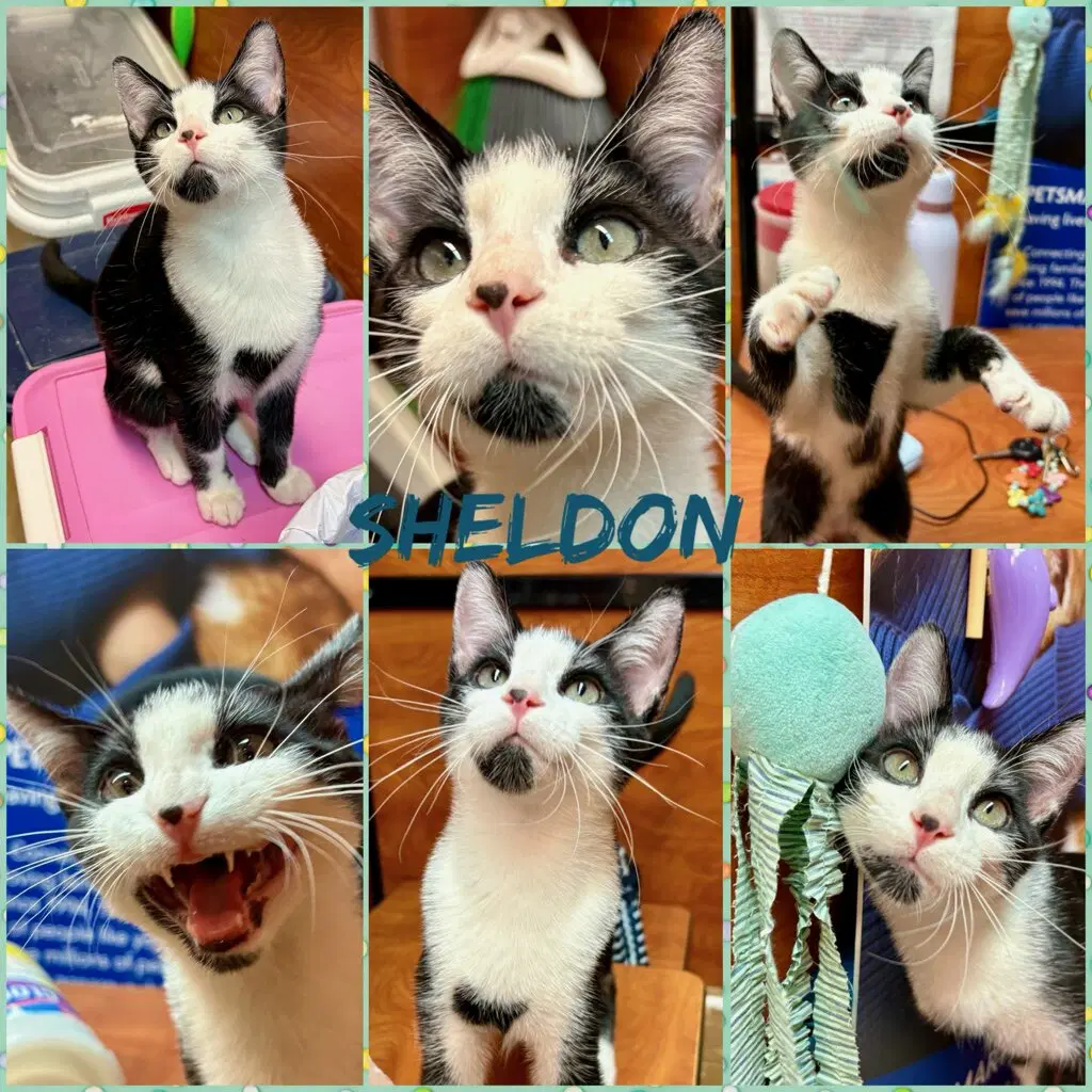Sheldon - Domestic Short Hair