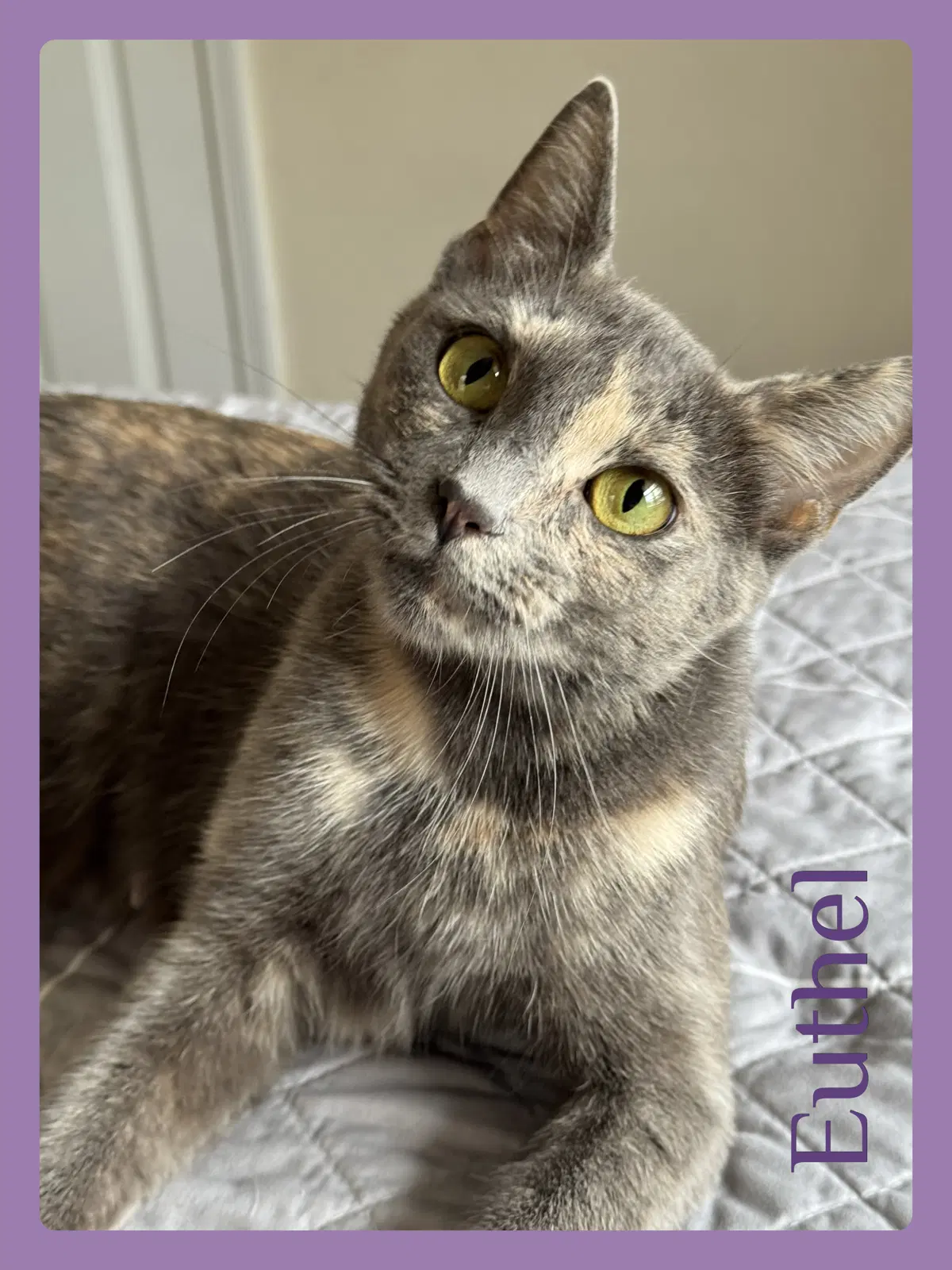 Euthel - Dilute Tortoiseshell