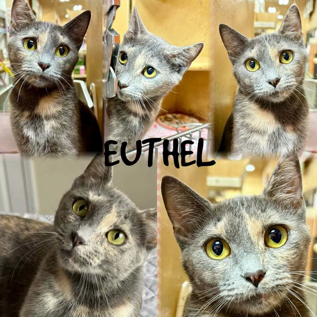 Euthel - Dilute Tortoiseshell