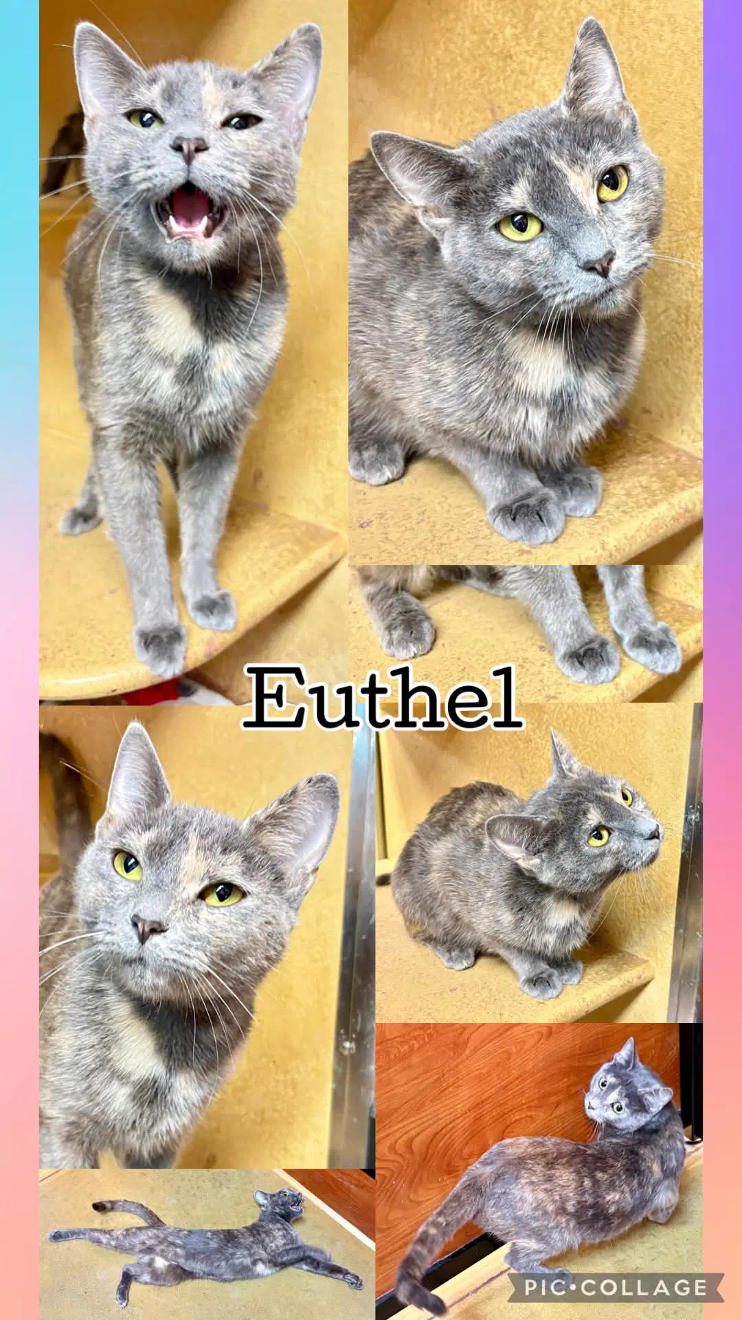 Euthel - Dilute Tortoiseshell