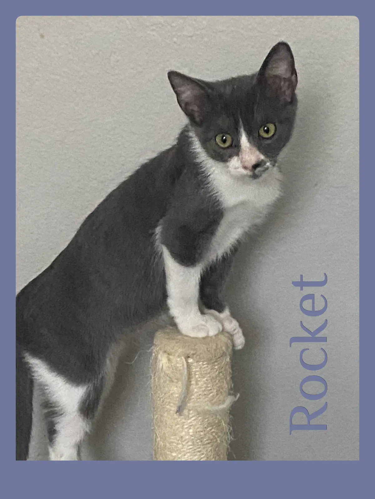 Rocket - Tabby