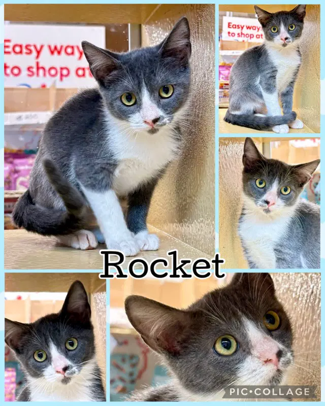 Rocket - Domestic Short Hair