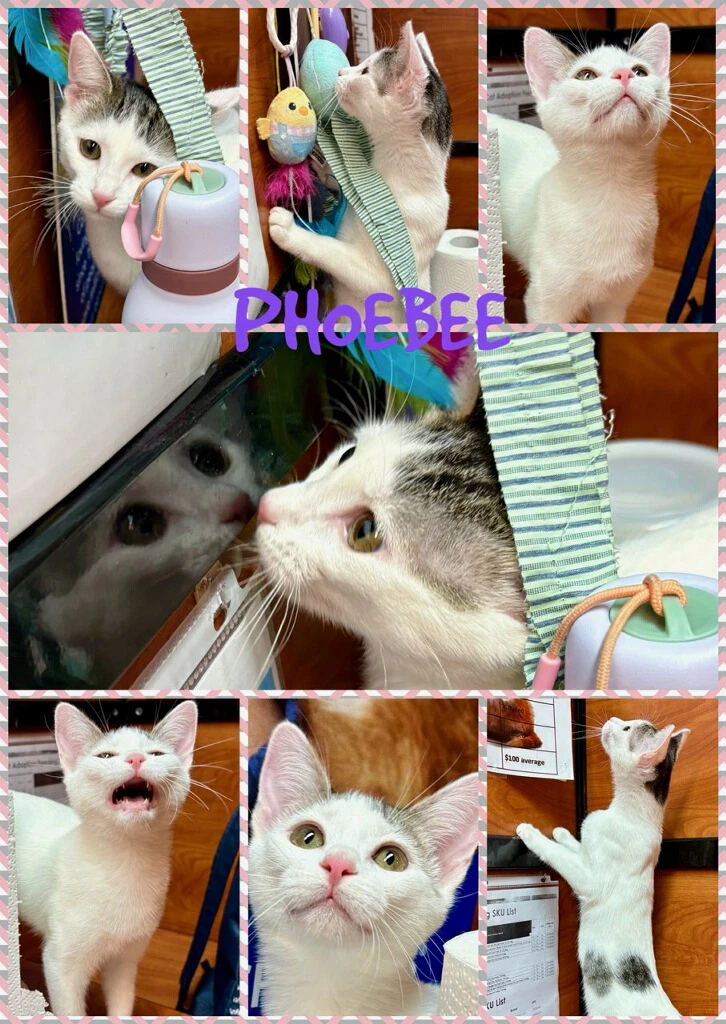 Phoebee