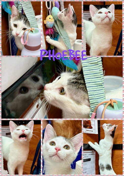 PHOEBEE, a cat for adoption from Humane Society of Lawton Comanche County