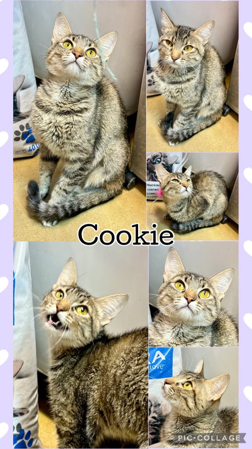 COOKIE, a cat for adoption from Humane Society of Lawton Comanche County