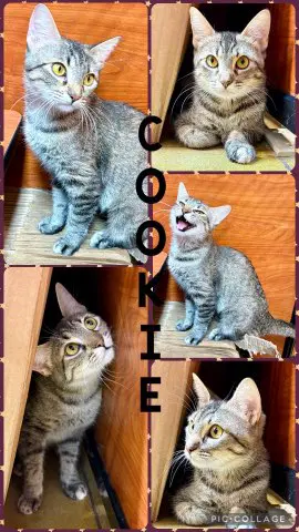 Cookie - Tabby