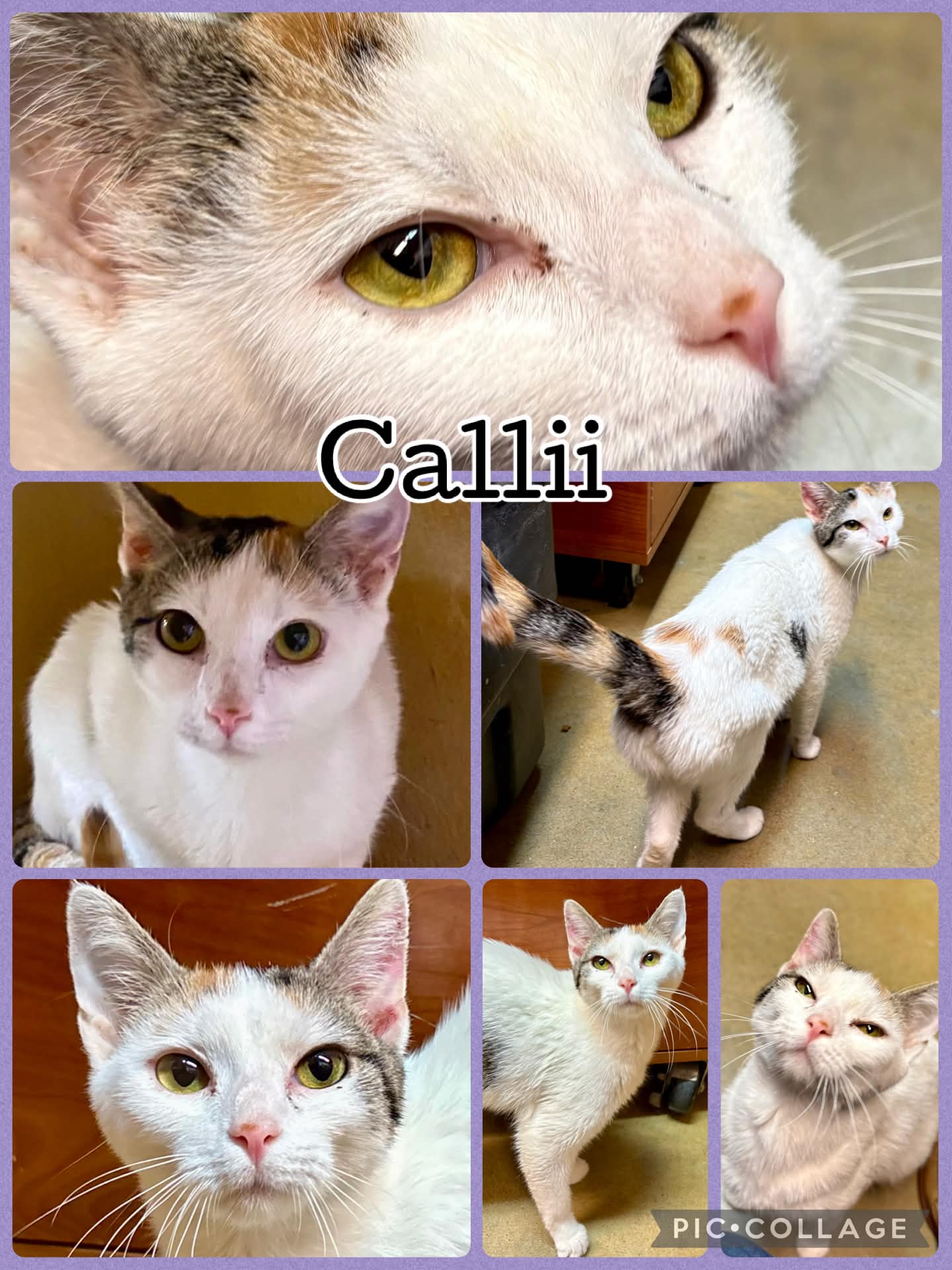 Callii, Calico