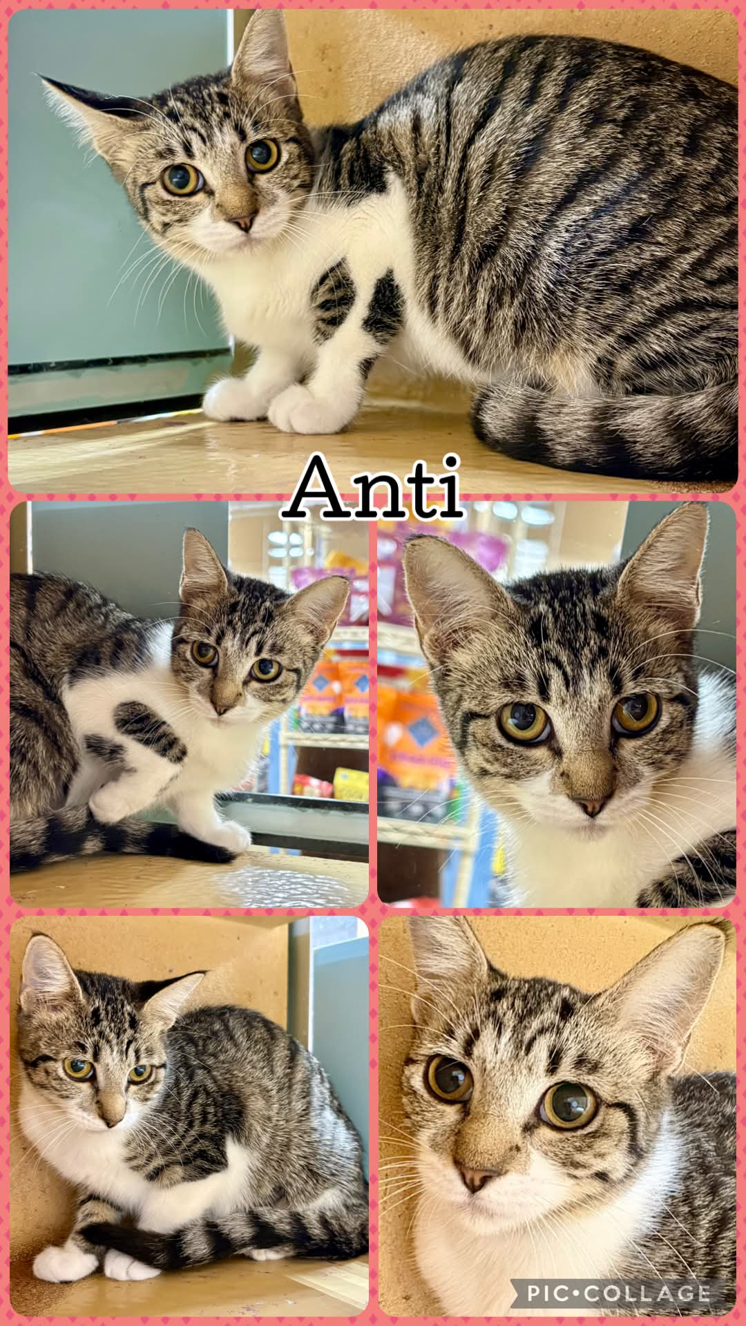 Anti, Tabby