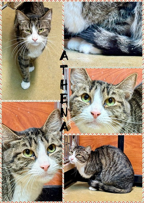 ATHENA, a cat for adoption from Humane Society of Lawton Comanche County