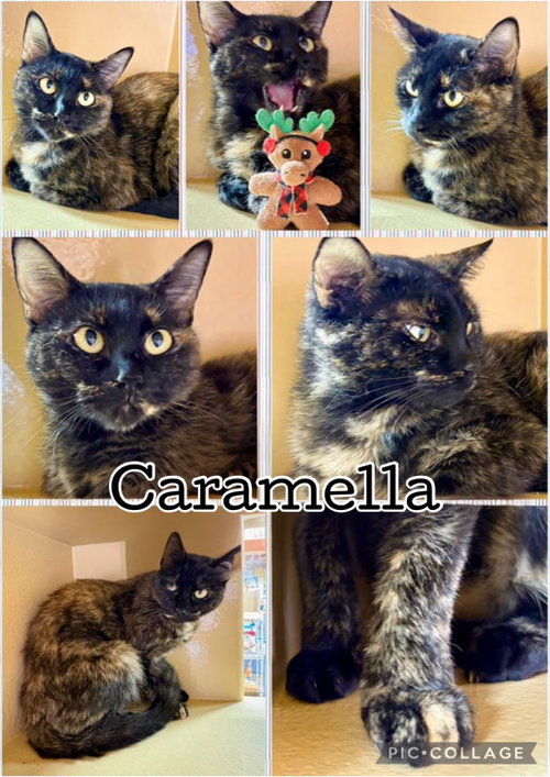 CARAMELLA, a cat for adoption from Humane Society of Lawton Comanche County