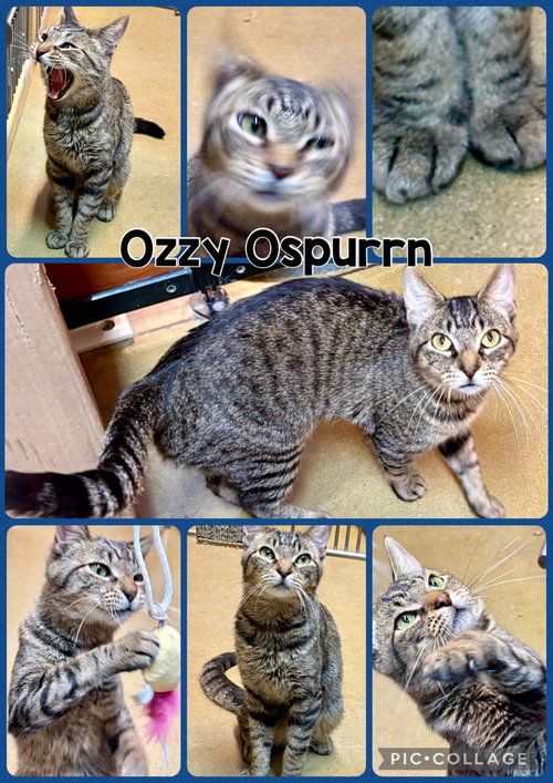 OZZY OSPURRN, a cat for adoption from Humane Society of Lawton Comanche County