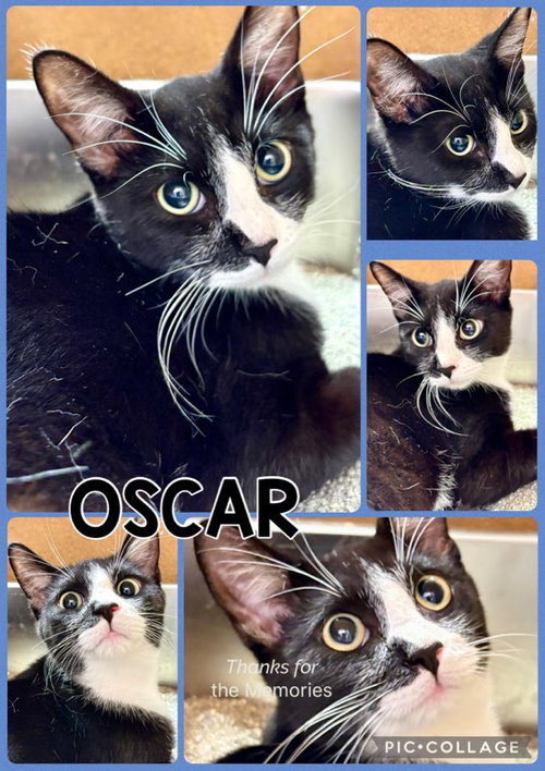 OSCAR, a cat for adoption from Humane Society of Lawton Comanche County