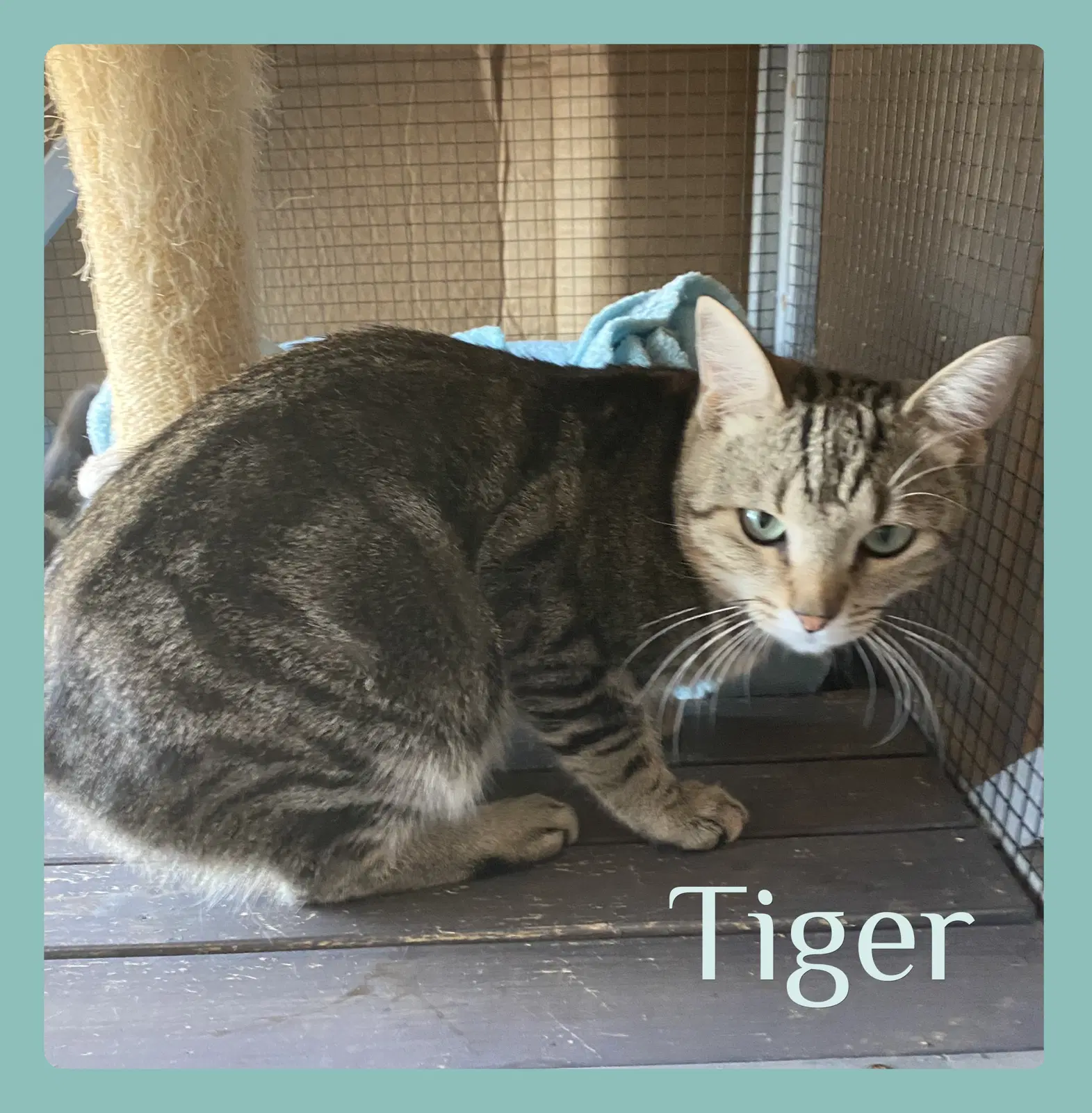 Tiger image 1